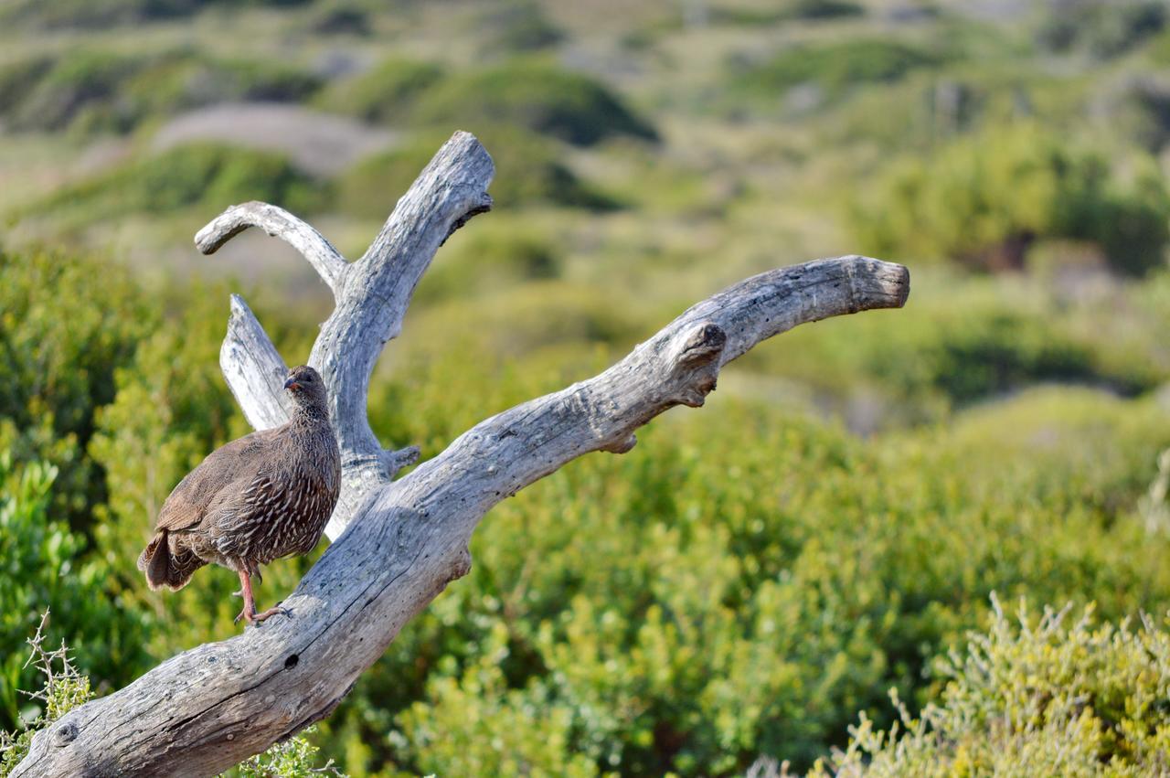 Gourikwa Nature Reserve Gouritzmond Екстериор снимка